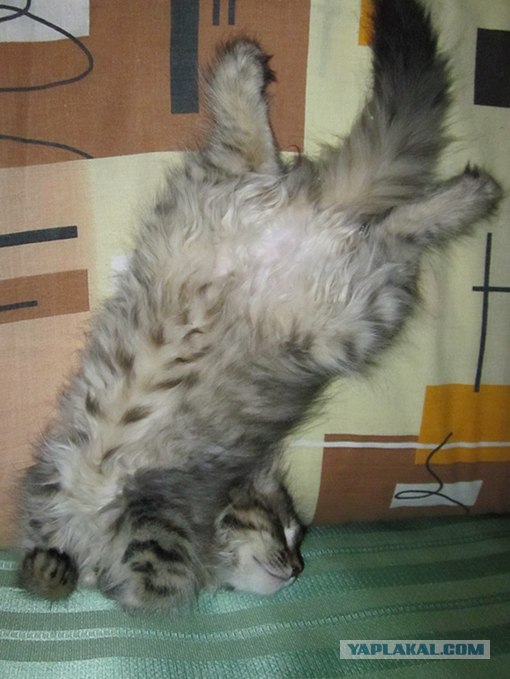 Котовторник  12. 06. 2012