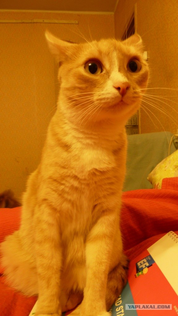 Котовторник 10. 07. 2012