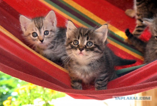 Котовторник 24.07.2012