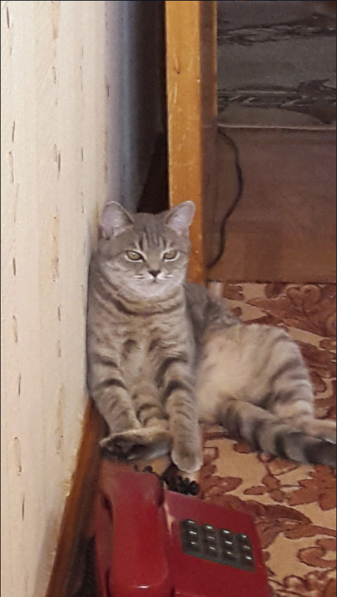 Забавные фото котеек