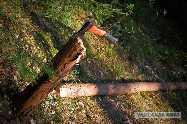Человек, который живет в лесу и делает сайты.