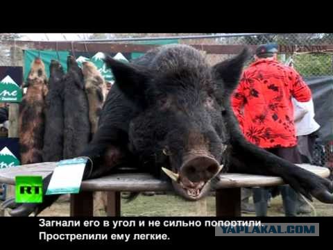 Знакомьтесь: Сэмми Ли из Крайстчерча (Новая Зеландия)