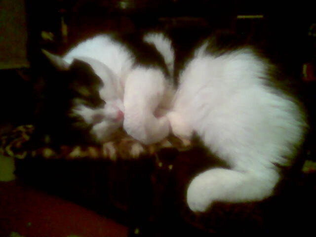 Котокубики