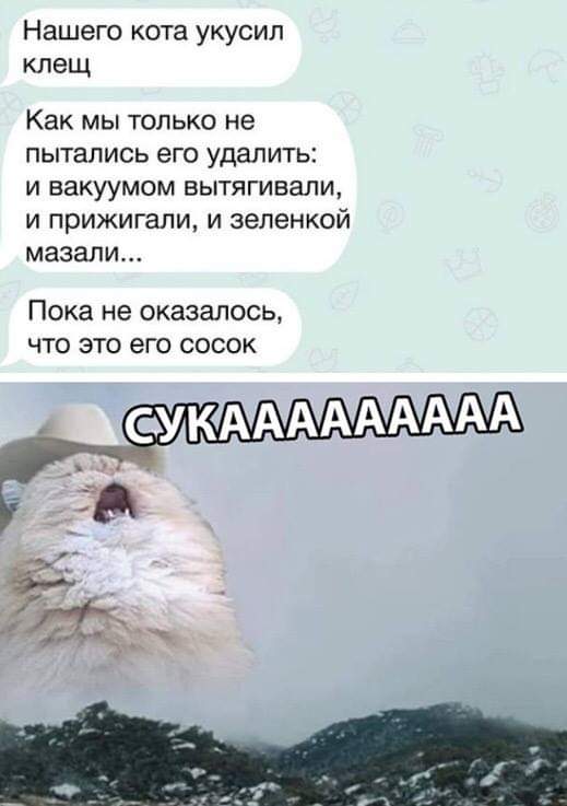 Смешные коты 18.08.20