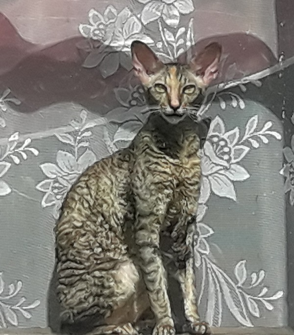 Корниш-рексы, забавные коты с инопланетной внешностью