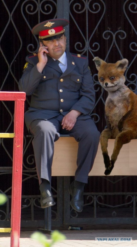 Фотожаба: Грустный...