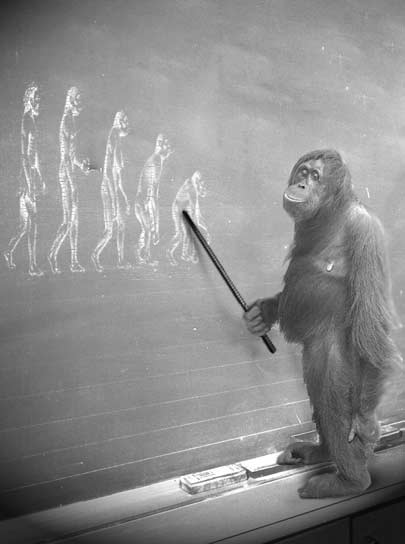 Правильный пешеход!