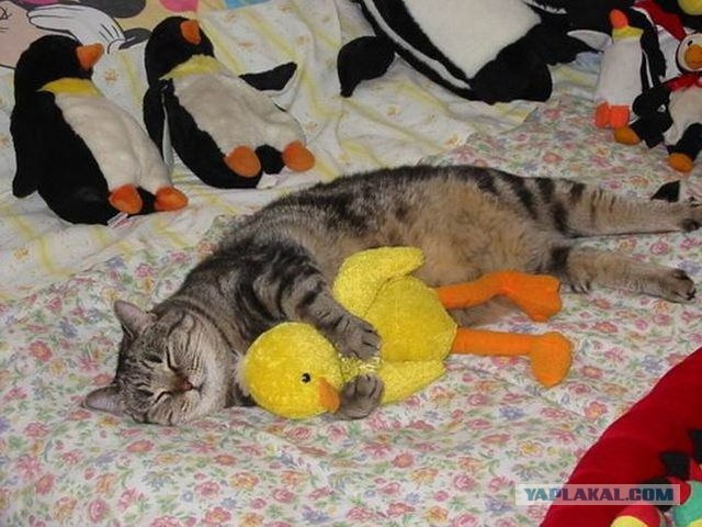 О тяжелой жизни домашнего кота