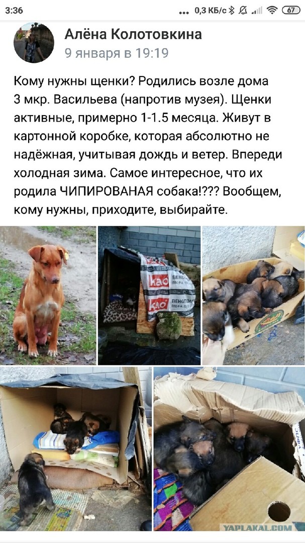 Массовое отравление собак в московском Бутове