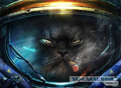 Котовторник же