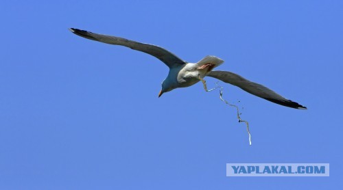 Казуар