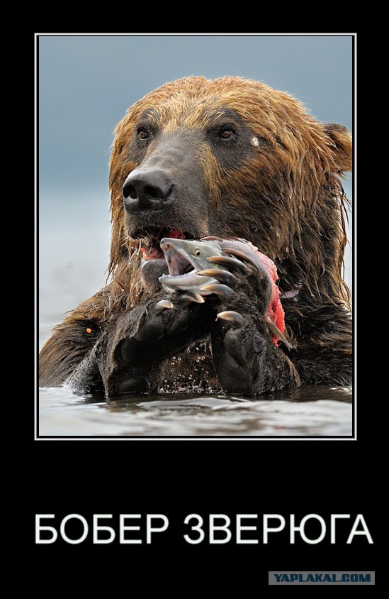 Попытка сфотографироваться с бобром