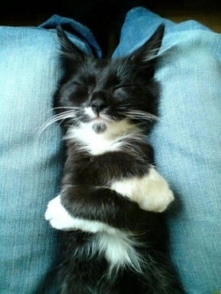 Позы для сна у кошек - что они означают?