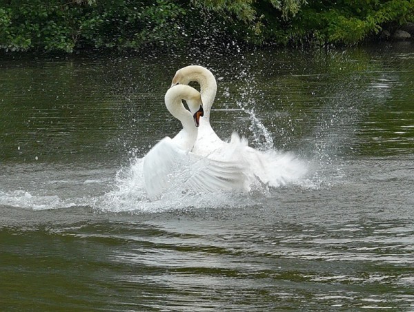 Приглашение на балет