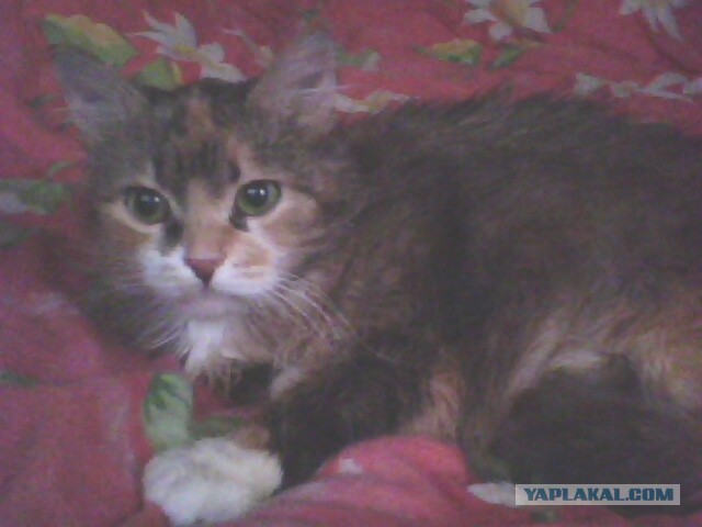 Котовторник 8.10.2013
