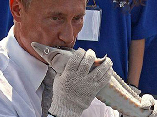 Голодные рыбы-карпы