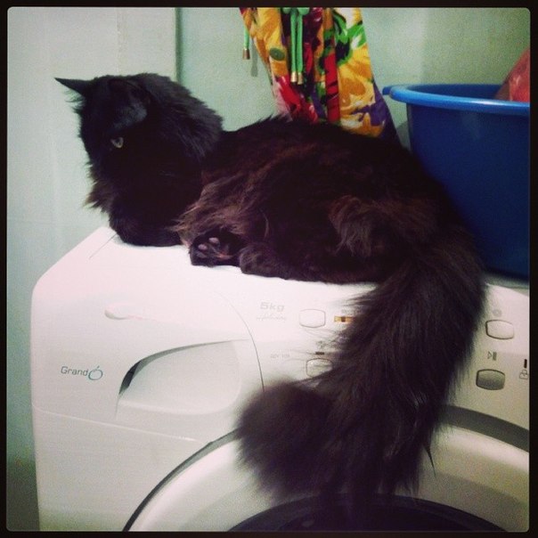 Котовторник 29.04.14.