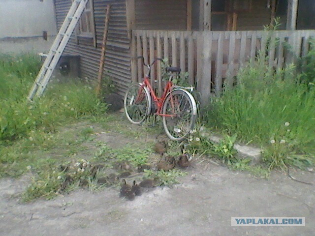 Боевые утки., Утки защитили потомство. Порадовало.