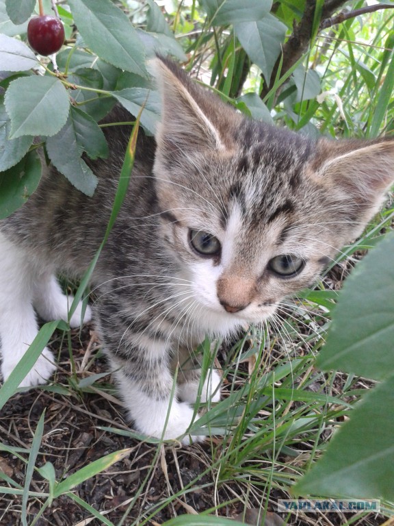 Котовторник 24.06.2014