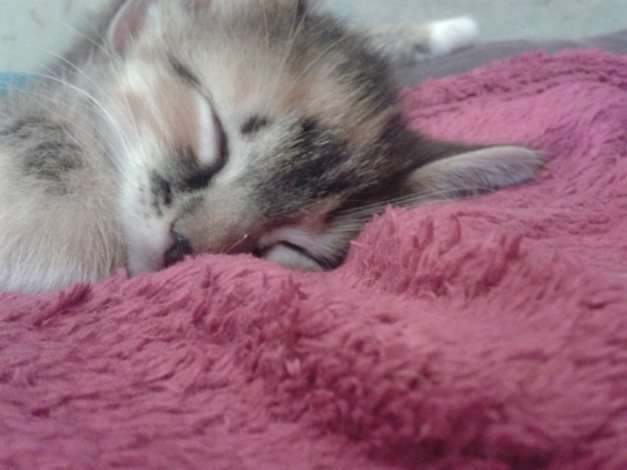 Котовторник 28.10.2014