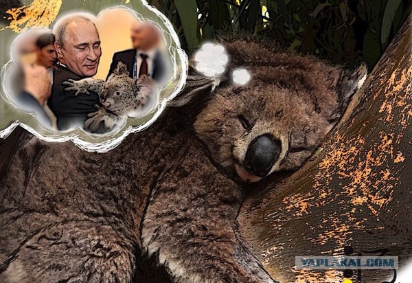 Путин и коала
