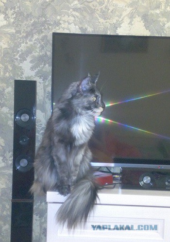 Котовторник