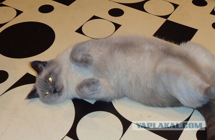 Самые популярные клички кошек и котов