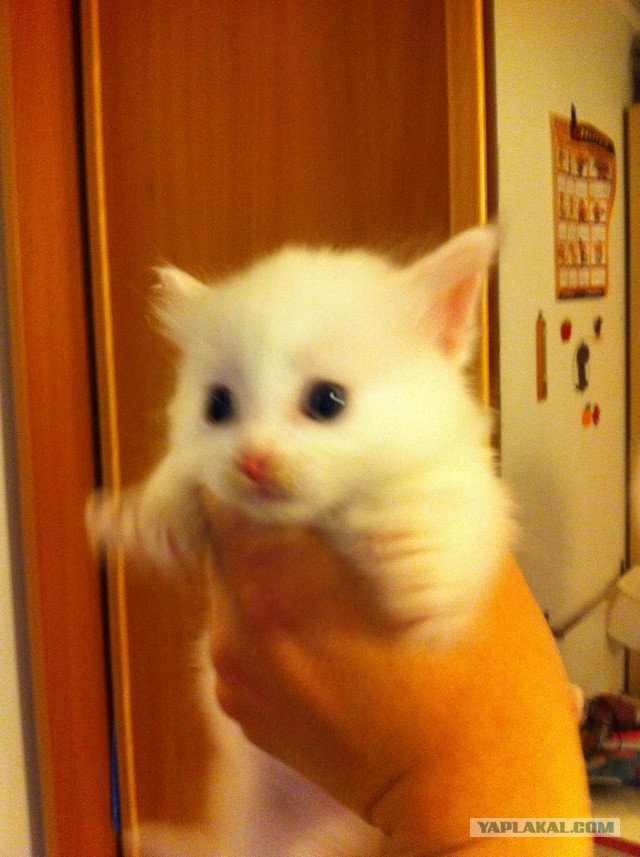 Я что стал кошатником?