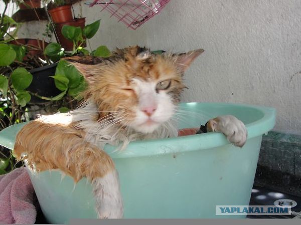 Котовторник 22.12.2015
