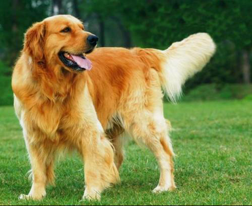 За Трампа. Адназначна!