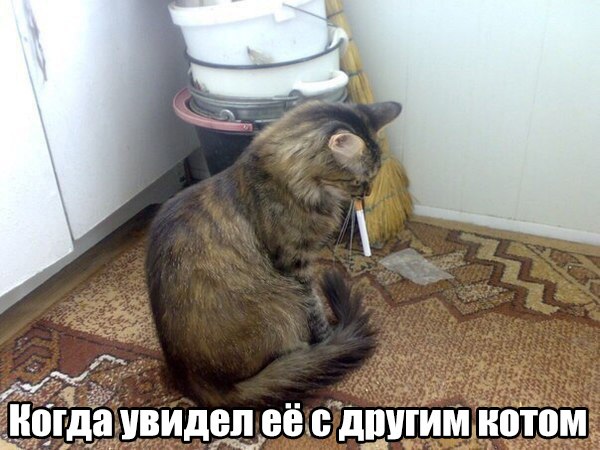 Мохнатые беспредельщики