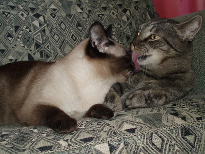 Котомет на вторник!