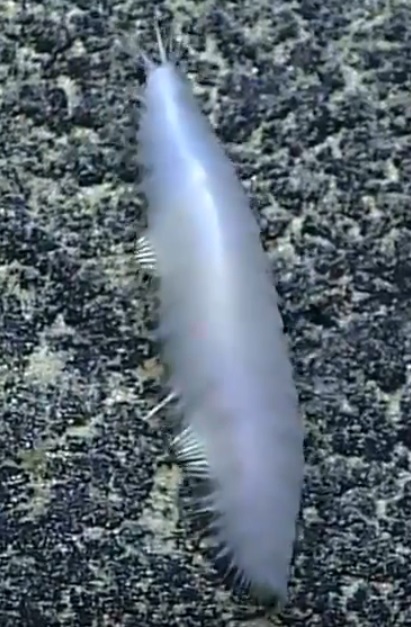 Началась онлайн-трансляция происходящего в самом глубоком месте Земли