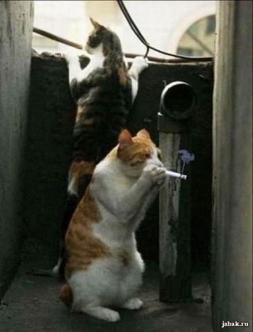 Упоротые коты.