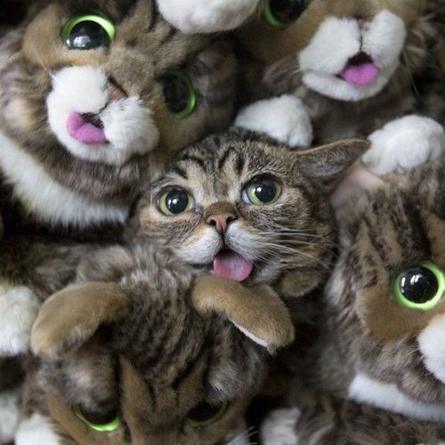 ГЛАГОЛящие коты