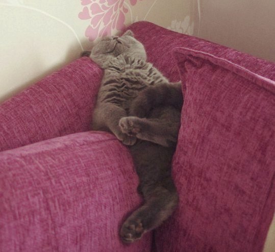 Коты из сети