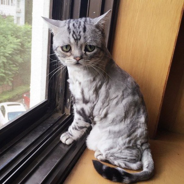Коты и Кошки