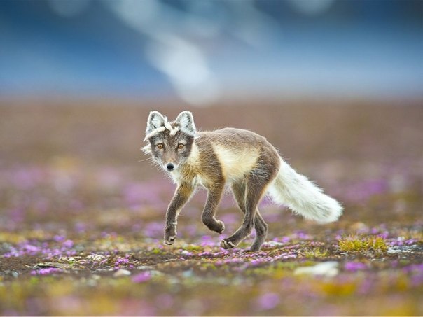 Живность из сети