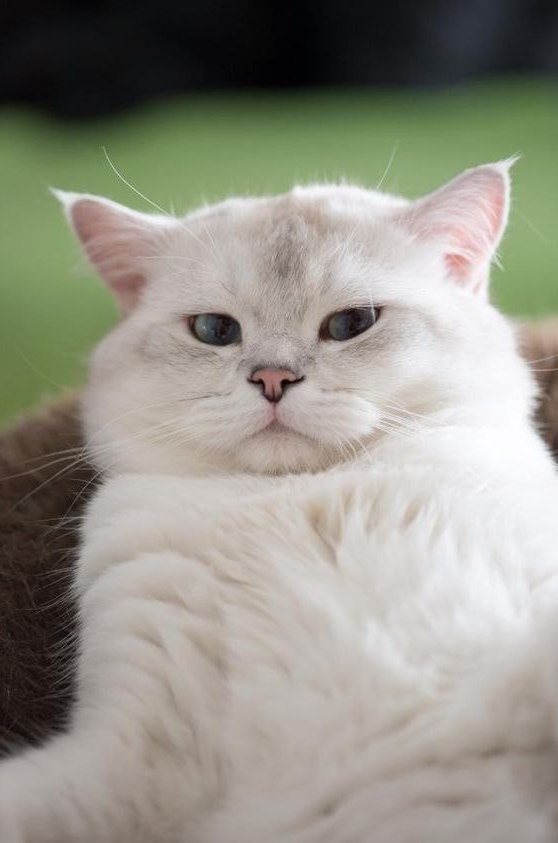 Коты и Кошки