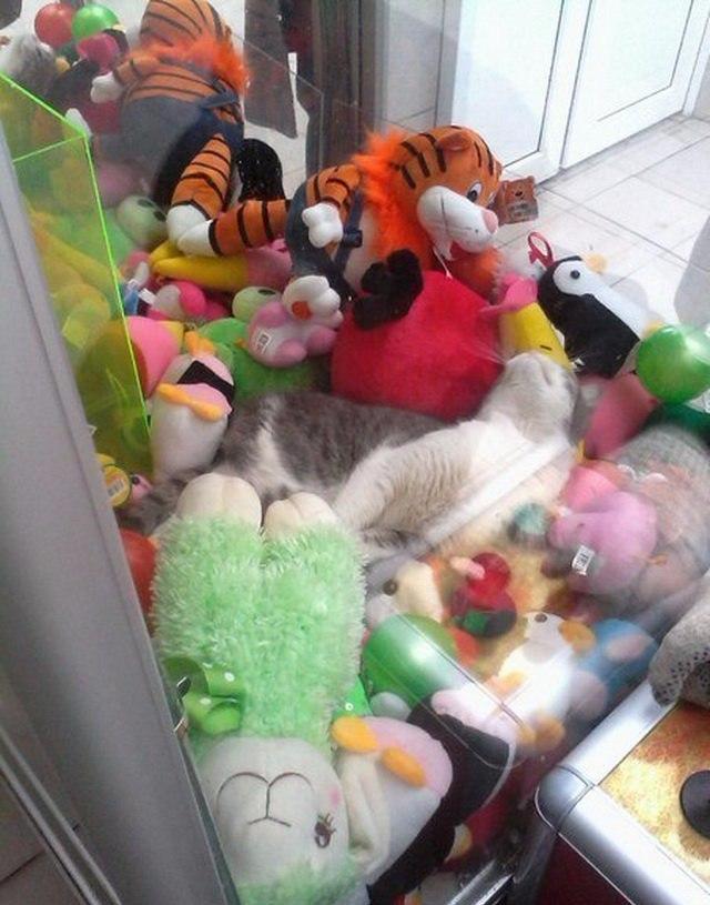 Коты и Кошки