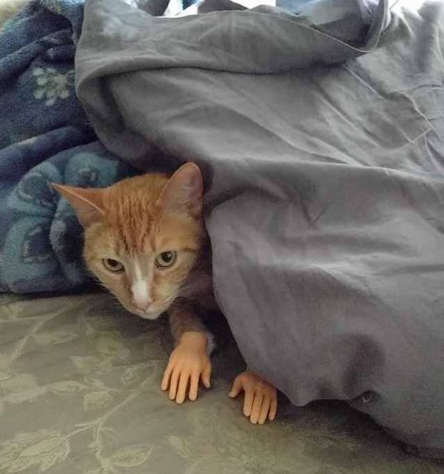 Прикольных котов пост