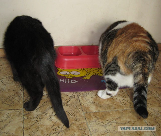 Котовторник  на  ЯПлакалъ
