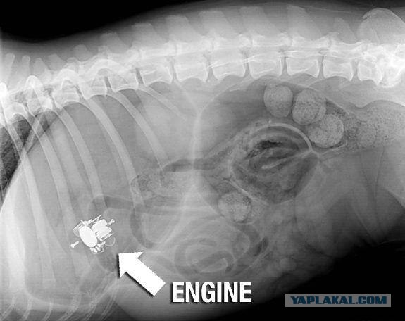 Рентген собак, проглотивших различные предметы