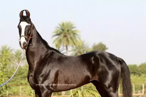 Что может быть прекраснее ахалтекинского коня?