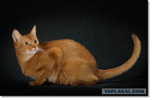 Котовторник (24.03)
