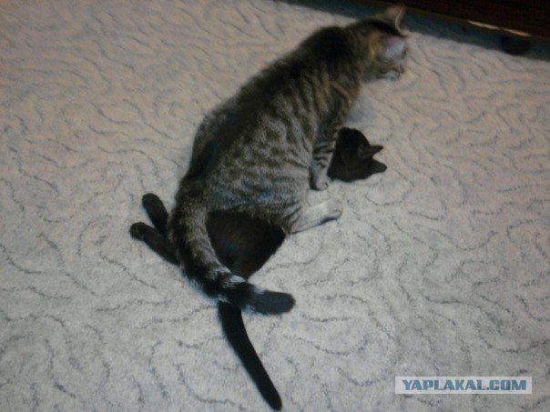 Кошкины истории со счастливым концом