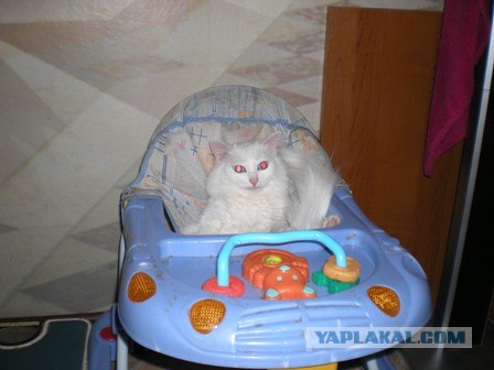 Котовторник 15.02.2011