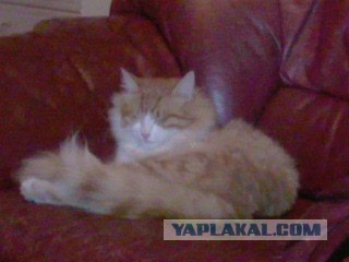 Первый котовторник октября