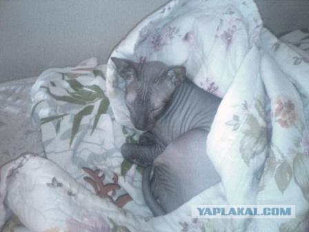 Котовторник так котовторник!
