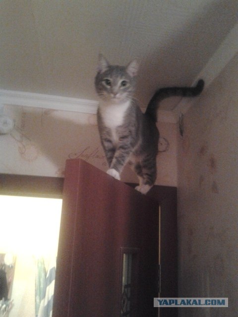 Котовторник! 08.11.11